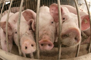 В Саратовскую область запретили ввозить свиней из Пензы