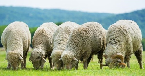 Группа компаний «Дамате» выдала овцеводам гранты на сумму 5 млн