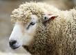 Овцеводческие хозяйства в Бурятии выиграли миллионные гранты
