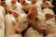 Около 60% экспорта свинины из Украины приходится на Молдову