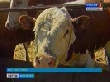 Волгоградские животноводы получат субсидии на закупку кормов