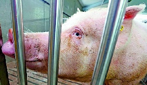 В Украине «заказали» крупного производителя свинины