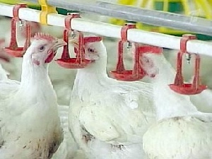 Свердловская область: птицефабрики снова выставляют на продажу