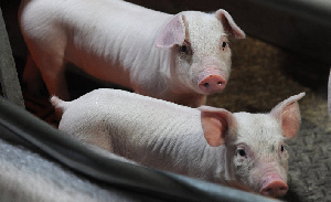 В Германии закрываются скотобойни. Себестоимость свинины вырастет