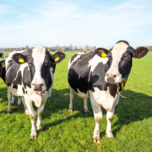 Ставропольская «Агрика» планирует открыть ферму на 500 голов крупного рогатого скота - власти