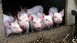 В Саратовской области построят пять свинокомплексов