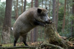 В Польше кабаны уничтожают посевы и являются носителями АЧС