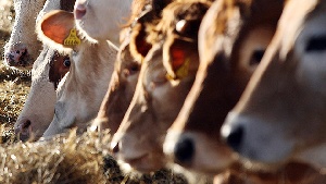 Чума крупного рогатого скота зафиксирована на двадцати австрийских предприятиях
