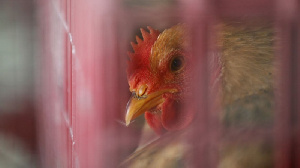 Беларусь ввела ограничения на импорт продукции птицеводства из Венгрии
