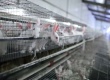 Китайские инвесторы продолжат вкладываться в российское кролиководство