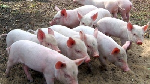 В России продолжают регистрировать новые вспышки африканской чумы свиней