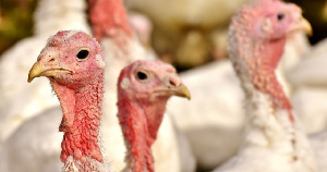 «Сибирский гигант» заморозил строительство птицеводческого комплекса