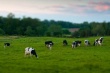 Аналитики: лимит на поголовье скота повысит безопасность продуктов