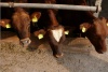 Весь скот в Приамурье из-за ящура "пронумеруют"