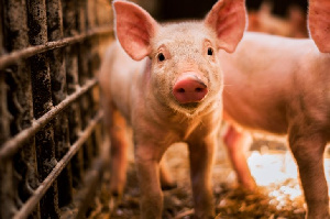 Эксперты рассказали сколько будет стоить свинина к концу года