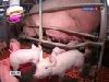 Производство мяса птицы и свинины увеличилось, говядины - сократилось