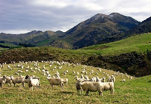 В Дагестане остро стоит вопрос использования земель на отгонных пастбищах
