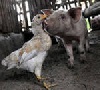 Птица свинье конкурент Птица свинье конкурент