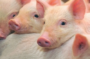 В Польше увеличилось поголовье свиней