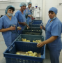 Комплекс по производству инкубационного яйца начнут строить в Сергиевом Посаде 1 июня
