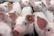 Украина отмечает риски для рынка свинины из-за нестабильной ситуации в Донецкой и Луганской областях