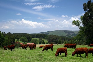 Более тысячи голов крупного рогатого скота доставлено в Китай из Австралии