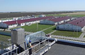 Около 2,5 тысяч свиней погибли на рязанском племзаводе «Вердазернопродукт» из-за неисправной вентиляции