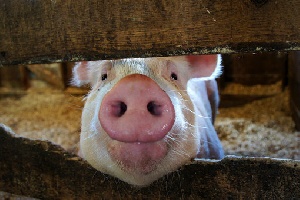 Импортировать датских свиней в Украину станет проще