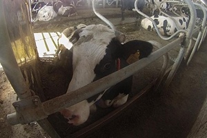 Героиней рекламы Mcdonald's стала рязанская корова