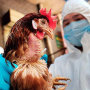 Ученые допускают вакцинацию поголовья против высокопатогенного гриппа птиц