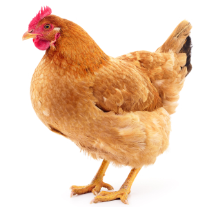 В Росптицесоюзе назвали основные кроссы в отечественном производстве мяса кур