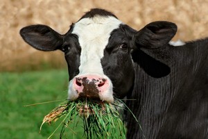 В Забайкалье уничтожили более 200 заболевших ящуром коров