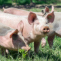 В Красноярском крае уничтожено более 1800 свиней и 17 тонн мясной продукции