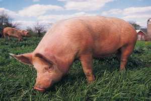В Сальском районе Ростовской области продлен карантин по трихинеллезу свиней