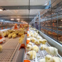 Птицефабрика «Островная» приостановила продажи из-за подозрений на птичий грипп