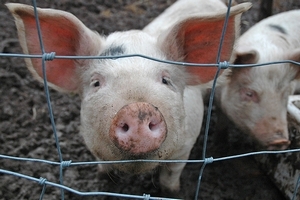 В Украине сократилось производство свинины и говядины