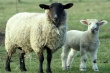 Племзавод "Комсомолец" успешно завершает окотную кампанию овец