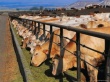 В Кызылорде откроют научно-методический центр животноводства