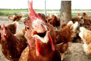  В Калининград не пустили 18 тонн мяса птицы из Беларуси
