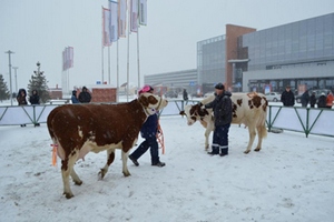 В рамках Новосибирского агропродовольственного форума прошла выставка-выводка племенных животных «Сила Сибири 2016»