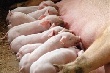 В Югре проверяют мясо на свиную африканскую чуму