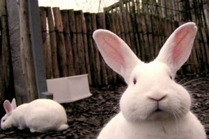  Кролиководческий кластер за 300 млн руб создадут в Подмосковье в 2018 г