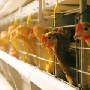 Иркутские ученые нашли способ быстрой переработки отходов с птицефабрик в лекарство для почвы Иркутские ученые нашли способ быстрой переработки отходов с птицефабрик в лекарство для почвы