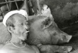 Японский фермер исполняет серенады для свиней