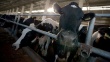 Три комплекса на 6 тыс коров появятся в Воронежской области в 2014 г