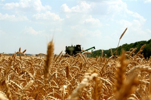 Ткачев: Россия готова возобновить экспорт зерна в Турцию