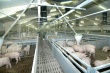 Свинокомплекс фирмы «Ариант» помогает Челябинской области решить проблему импортозамещения