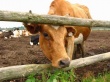 В Чувашии сократилось производство продукции животноводства и поголовье КРС