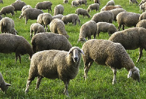 Рекордные цены на скот в Австралии привели к закрытию скотобоен