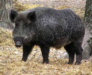 В Приамурье диких кабанов проверяют на африканскую чуму